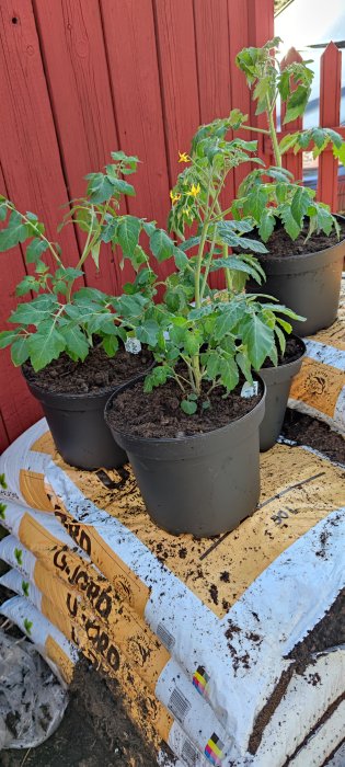 Tomatplantor 'Coyote' och 'Hundred and Thousands' omskolade i krukor framför en röd stuga.