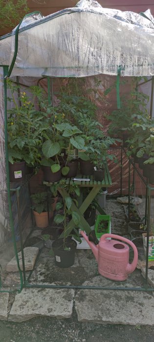 Uppvuxna tomatplantor av sorterna Coyote och Hundred and Thousands i grönt växthus.