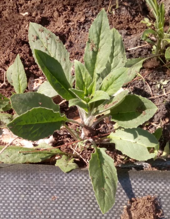 Okänd växt med stora gröna blad i jord, nära buskar, oidentifierad under rensning för potatissättning.