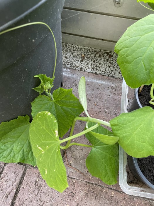 Gurkplanta i kruka med stora gröna blad i ett växthus, redo att planteras om.