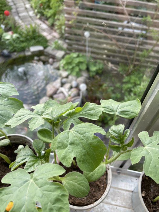 Unga gurkplantor i krukor i ett växthus med en damm och trädgård synlig genom fönstret.