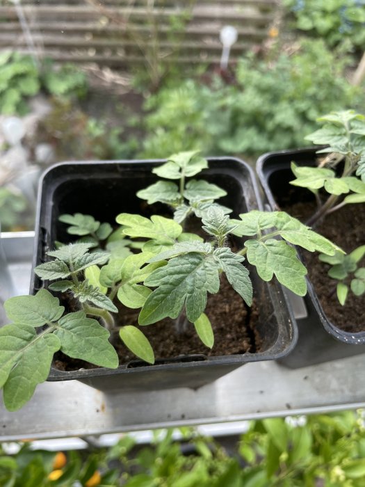 Tomatplantor i svart kruka redo att planteras om, i växthusmiljö.