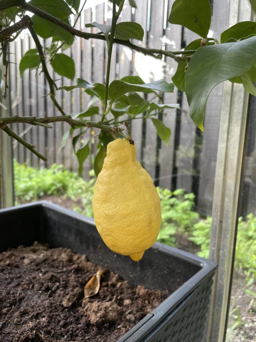 Mogen citron hängande från gren i växthus med kruka med jord i förgrunden.