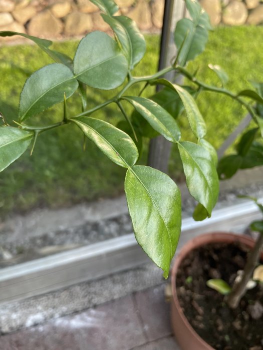 Gröna blad av kaffirlimeplanta i förgrunden med kruka och suddig bakgrund av ett växthusmiljö.