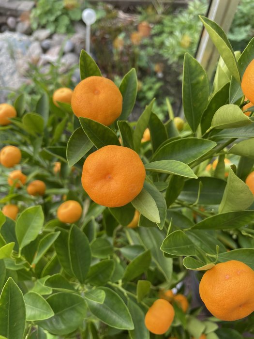 Kalmondinfrukt på träd i växthus, liknar små apelsiner med mörkgröna blad i bakgrunden.