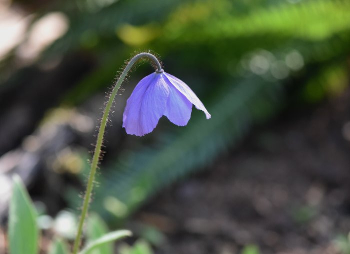 Enkel blå blomma med böjd stängel och suddig grönska i bakgrunden.