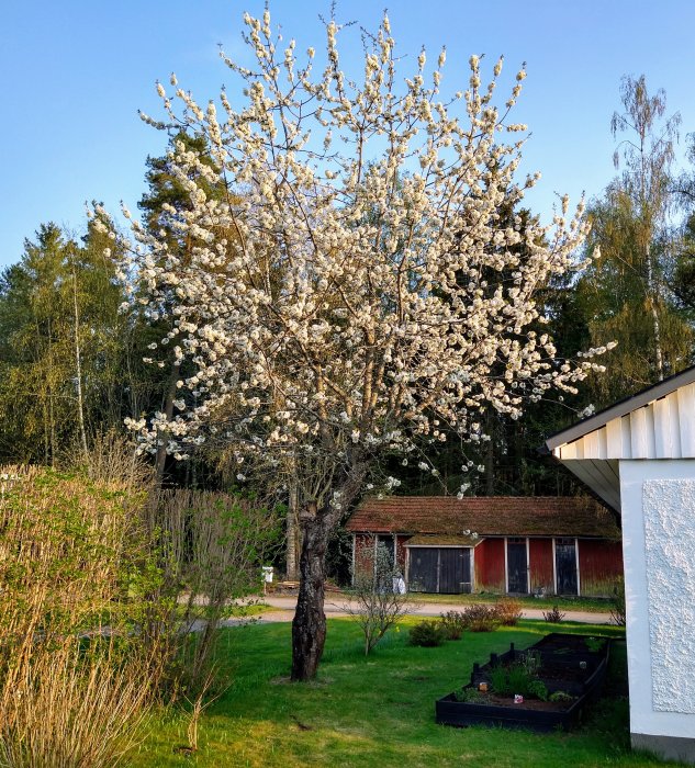 Blommande körsbärsträd i en trädgård med röd stuga i bakgrunden och en högbädd närmast.