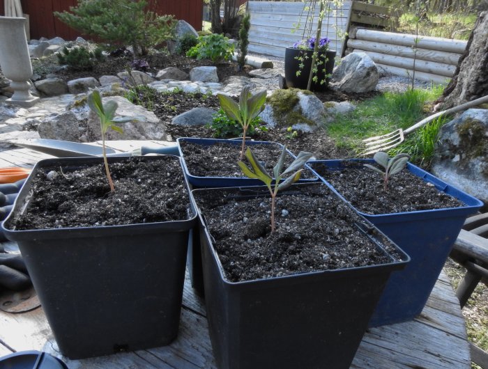 Krukor med fröplantor av vildpion framför en nygrävd trädgård med stenar och växtlighet.