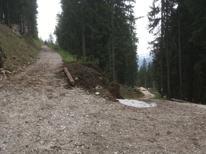 Skogsväg med grus, nedfallna trädgrenar och smältande snöfläckar, med berg i bakgrunden.