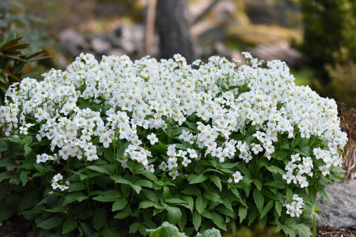 Vitblommande Cardamine walsteinii tandrot i trädgårdsmiljö.