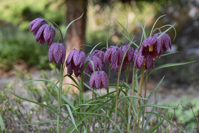 Rutiga kungsängsliljor (Fritillaria meleagris) i naturen med mönstrade lila och vita blommor.