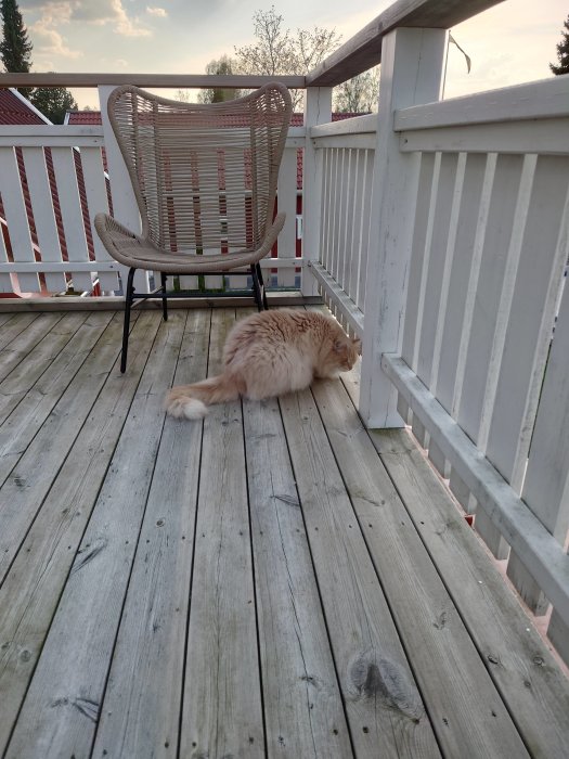 Ljusbrun katt som ligger utsträckt på ett trägolv på en balkong med en rottingstol i bakgrunden.