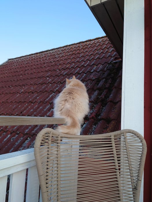 Katt sitter på ryggstödet till en stol och tittar upp på ett rött hustak.