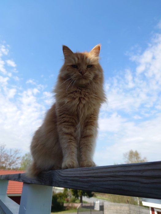 Fluffig orange katt sitter på balkongräcket med blå himmel i bakgrunden.