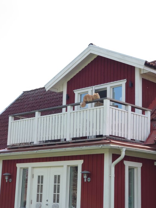 Katt som tränar på balkongen av ett rött hus med vita fönsterluckor och en vit balkongdörr.