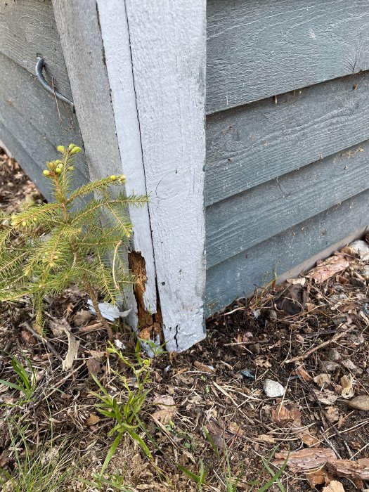 Rötskadat trä hörn på grått fritidshus med avskalad färg och synlig skada nära marken.