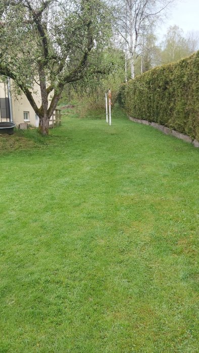 Grönområde med gräsmatta och ojämnheter, med ett träd i förgrunden och en häck längs sidan.