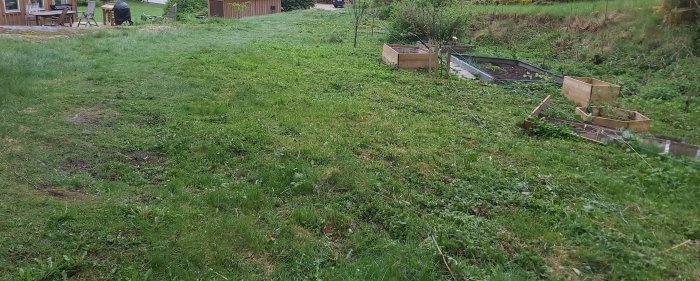 En ojämn gräsmatta med mindre backar, omgiven av trädgårdsland och buskar, som behöver klippas.