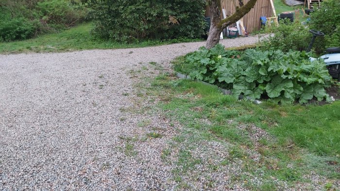 Grusuppfart med gräs som gror och stora gröna blad på höger sida, potentiell zonövergång.