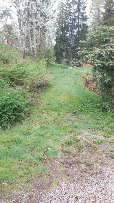 Ojämn gräsmatta med grusuppfart och buskar, eventuell utmaning för robotgräsklippare.