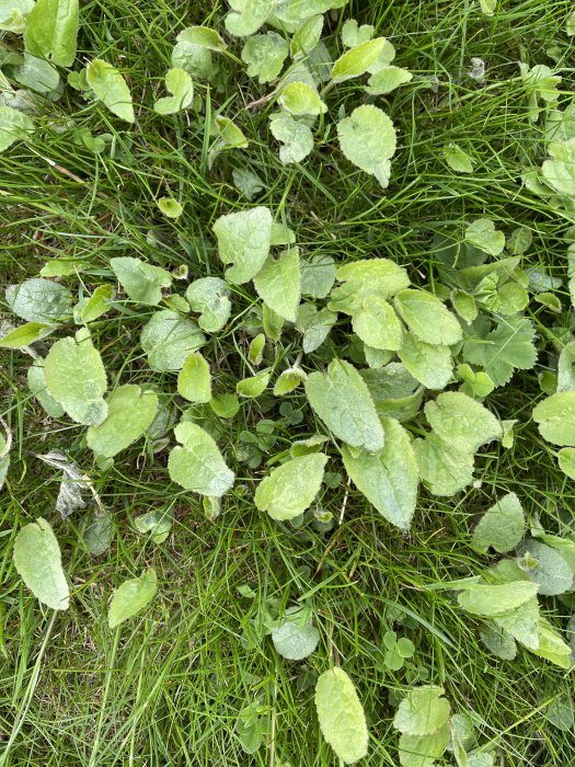 Gröna behårade blad med vinröda skaft som växer i en gräsmatta.