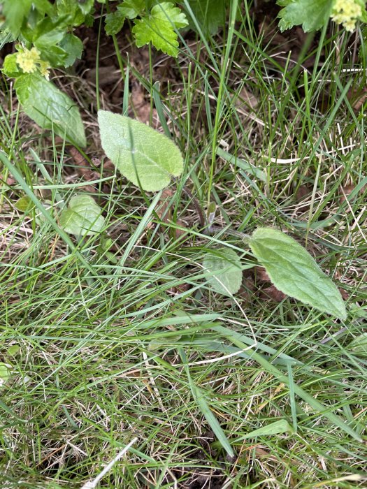 Behårade blad med vinrötta bladskaft som växer i gräsmattan.