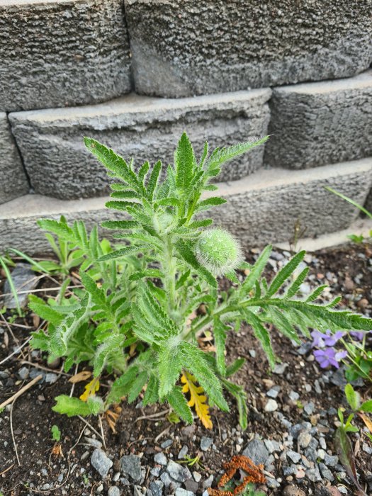 Ung pionplanta med frodiga gröna blad och knoppar vid stengärdsgård.