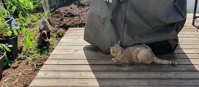 Två katter på en trädäck, en lurvig katt ligger ner och en annan närmar sig från en trädgård.