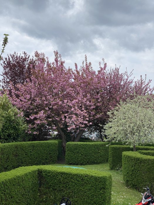 Blommande körsbärsäppelträd och äppelträd med en lummig trädgård och häckar.