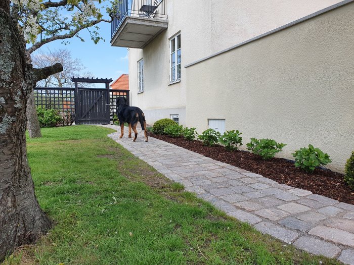 Hund går utanför ett hus längs en stenlagd gångväg bredvid en nyanlagd rabatt.