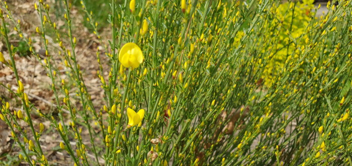 Gula blomknoppar och gröna grenar av en växt, närbild mot suddig bakgrund.