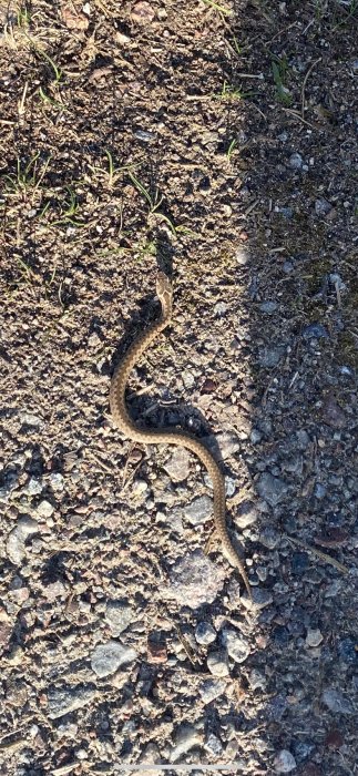 En orm på ungefär 30 cm på en grusuppfart omgiven av gräs och småstenar.