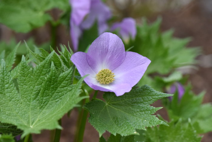 Närbild av en lila Glaucidium palmatum blomma, känd som lunddocka, omgiven av gröna blad.