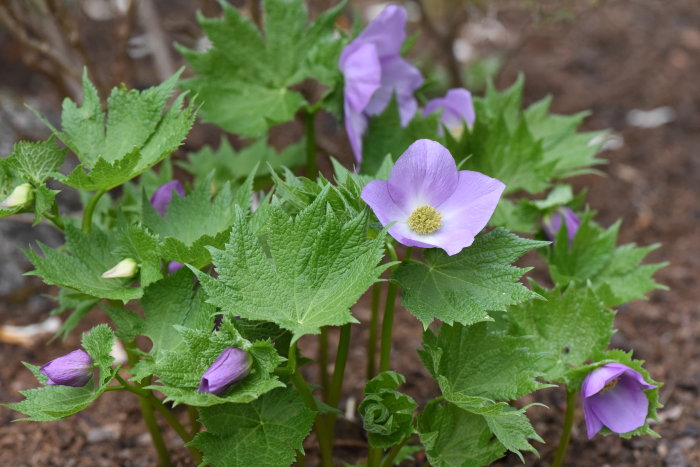 Ljuslila Glaucidium palmatum, även känt som lunddocka, i blom bland gröna blad.