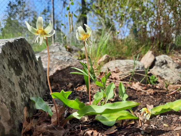 Två hundtandsliljor i blom med grön omgivande vegetation och stenar i bakgrunden.