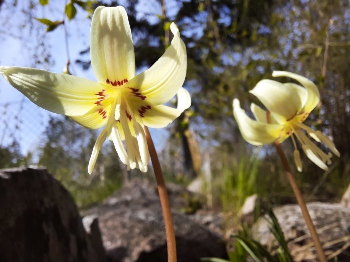 Två hundtandsliljor i blom mot en bakgrund av skog och klippor i solljus.