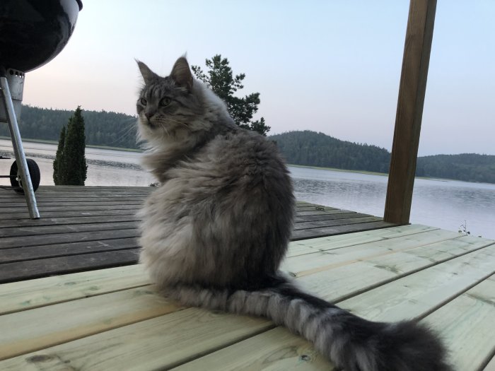 Långhårig katt sitter på nylagd altantrall med utsikt över sjö vid skymning.