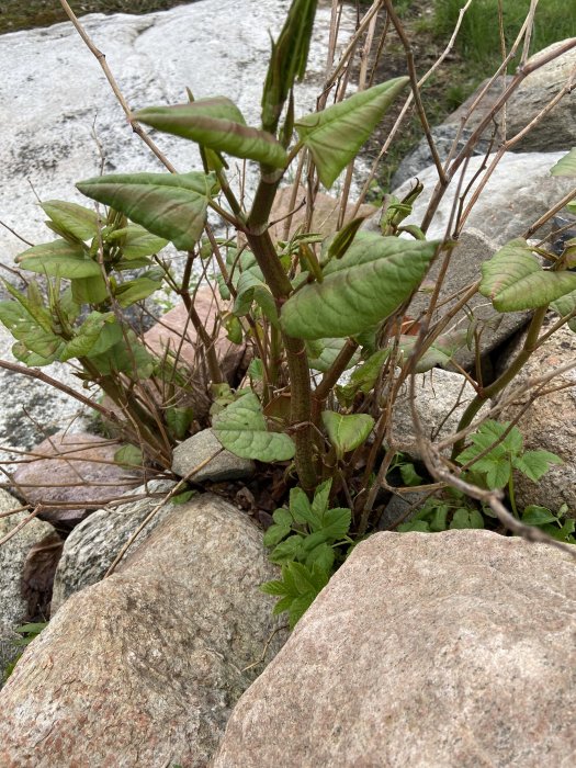 Växt med stora gröna blad och rödaktig stjälk som växer bland stenar och torrt gräs.