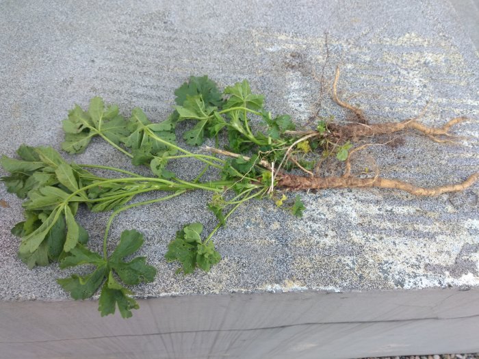 Ogräs med djupa rötter och gröna blad ligger på grå ytterskiva.