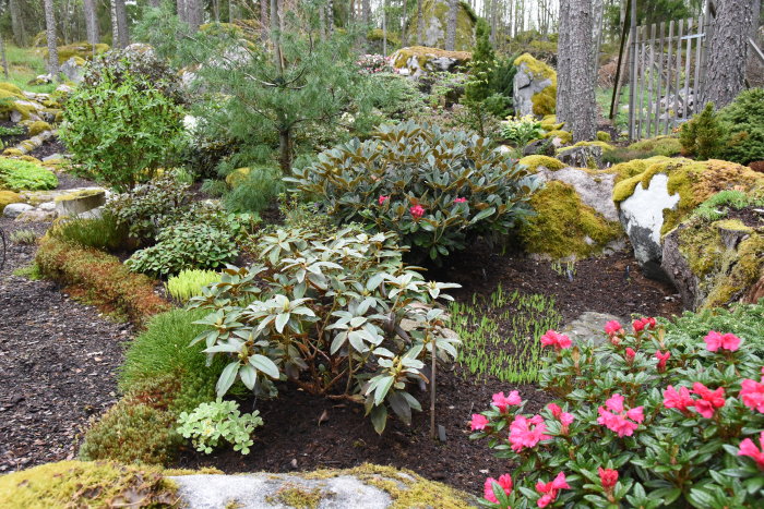 Trädgårdsvy med grönskande växter, mossa på stenar och blommande rhododendron.