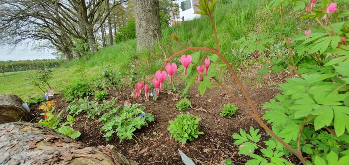 Löjtnantshjärtans rosa hjärtformade blommor i trädgård med blandade gröna växter och träd i bakgrunden.