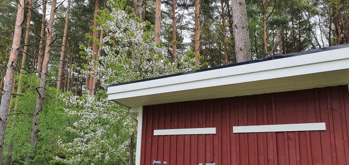 Blommande körsbärsträd bakom rödmålad byggnad med vitt tak och skog i bakgrunden.