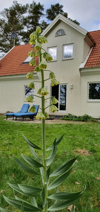 Blommande löjtnantshjärta i förgrunden med ett hus och gräsmatta i bakgrunden.