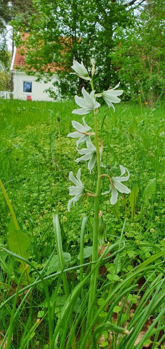 Vit blommande växt, Aftonstjärna, framför lummig gräsmatta och ett rött hus.