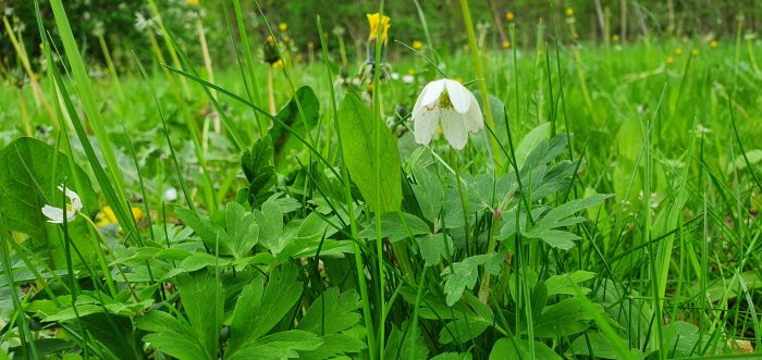 Löjtnantshjärta med vita blommor och gröna löv i en gräsmatta, med maskrosor i bakgrunden.