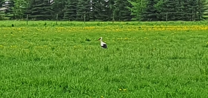 En stork mitt i en grön äng med gula blommor och träd i bakgrunden.
