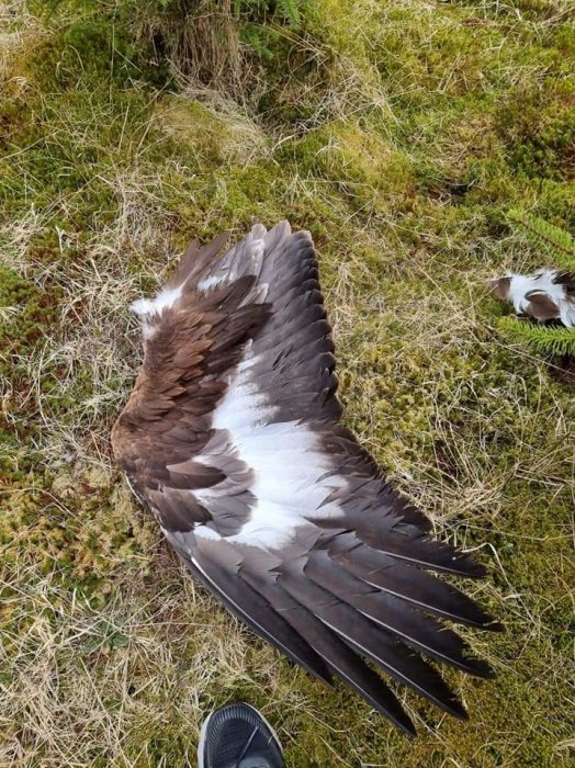 Död rovfågel på marken, tros ha dött av vindkraftverk, i diskussion om vindkraftens påverkan.