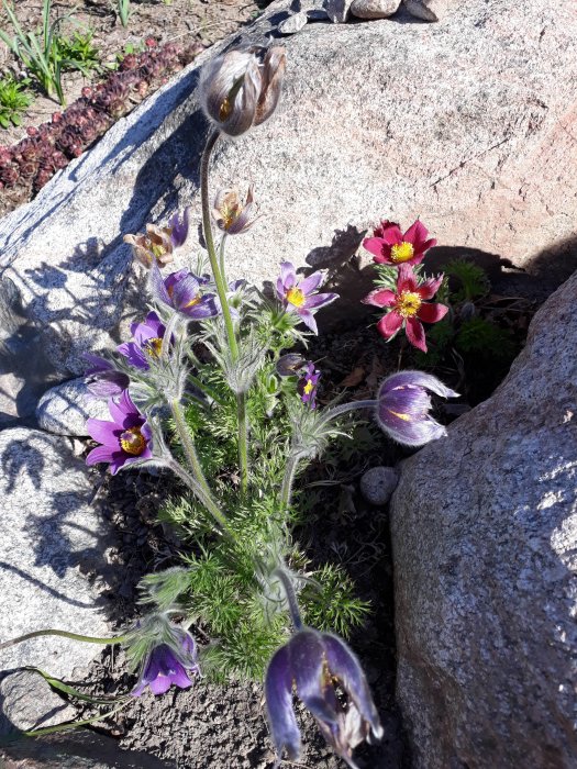 Backsippor i olika blomningstadier planterade vid en sten.