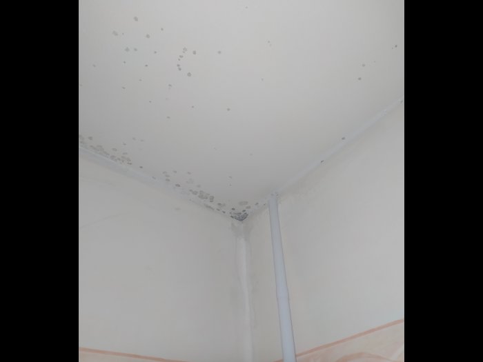 Mögelskador i hörnet av ett rum med små svarta prickar på vit tak- och väggyta.