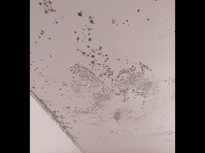 Mögel på hörnet av en vitmålad vägg och tak från september 2020.